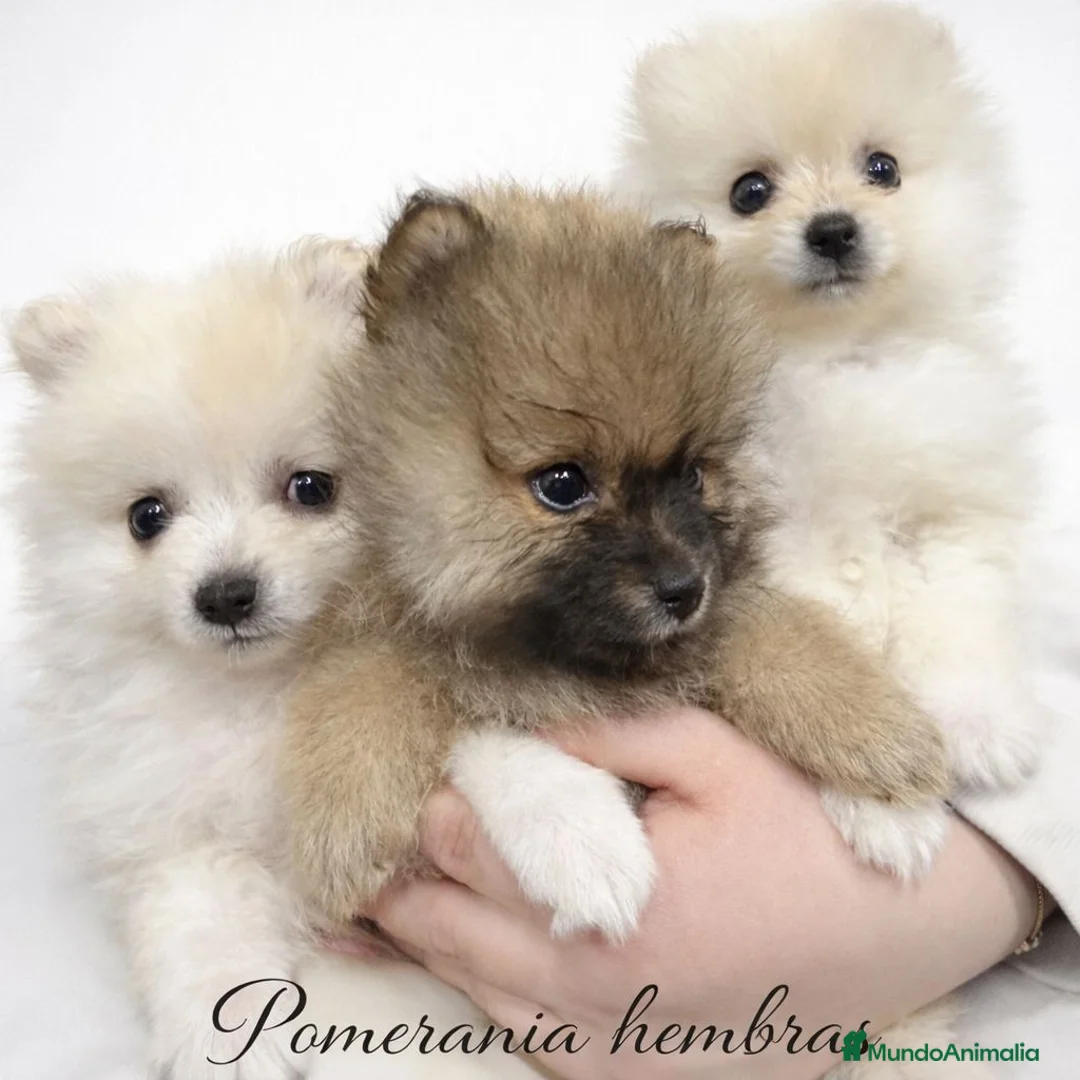 Pomerania perros en venta: Pomerania hembra - Anuncio 1