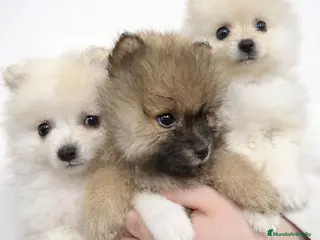 Pomerania perros Pomerania hembra - Anuncio 1