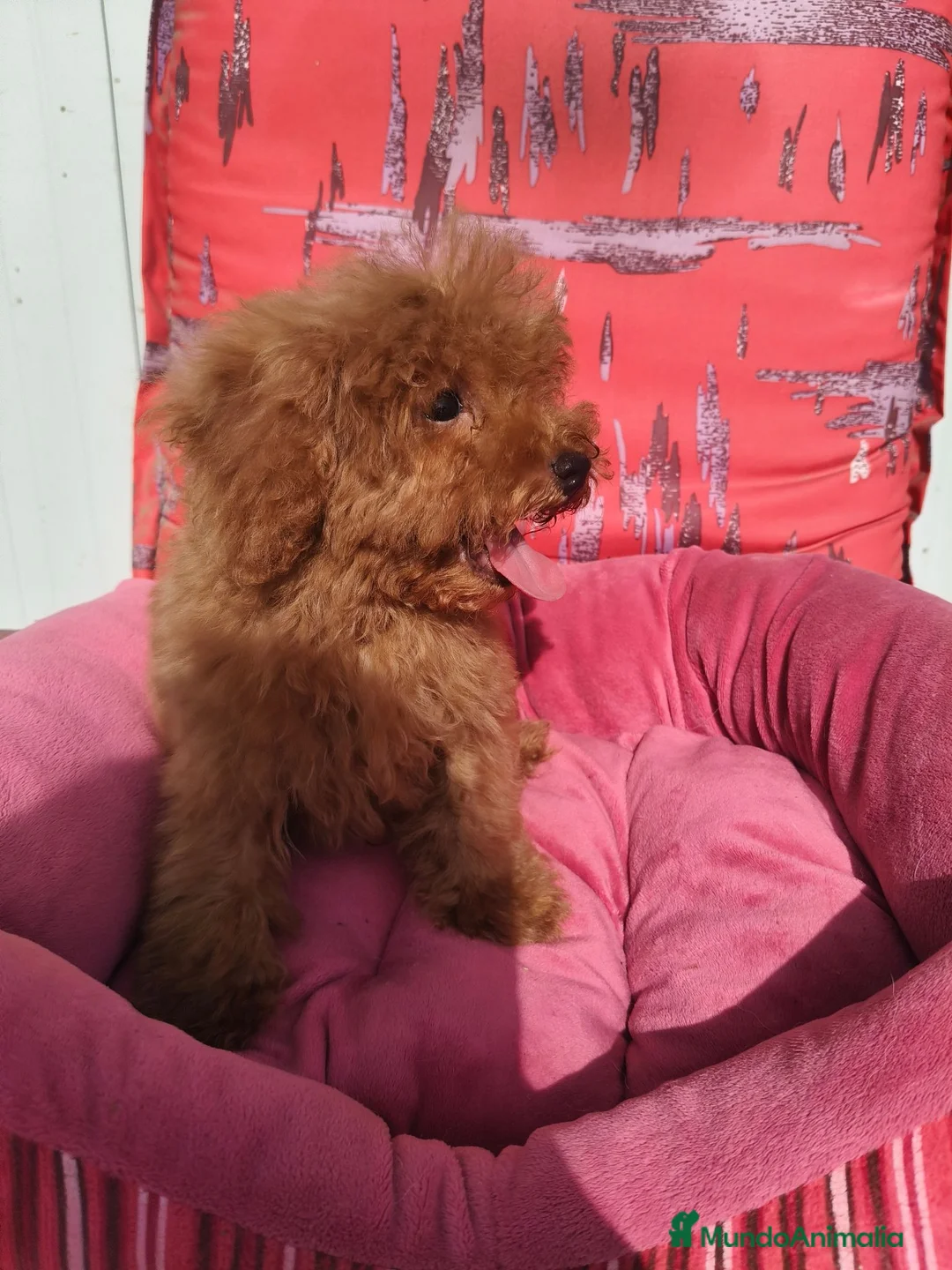 Caniche Toy perros en venta: Caniche Toy - Anuncio 1