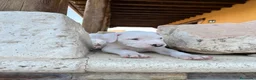 Dogo Argentino perros en venta: Dogos argentinos  en Segovia - Anuncio 7