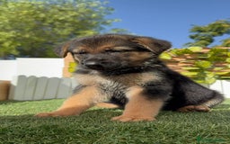 Pastor Alemán perros en venta: PASTOR ALEMAN - Imagen 17
