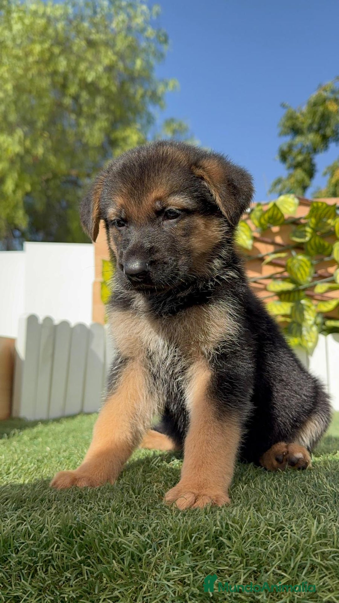 Pastor Alemán perros en venta: PASTOR ALEMAN - Imagen 17