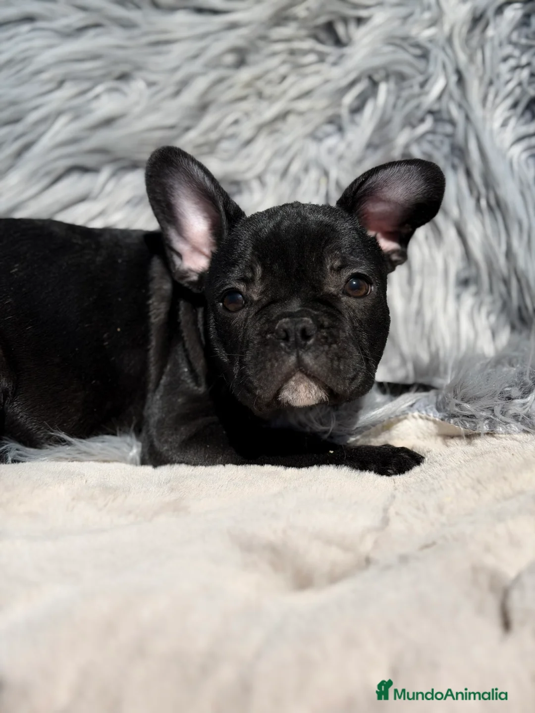 Bulldog Francés perros en venta: Bulldog francés negro  - Anuncio 2