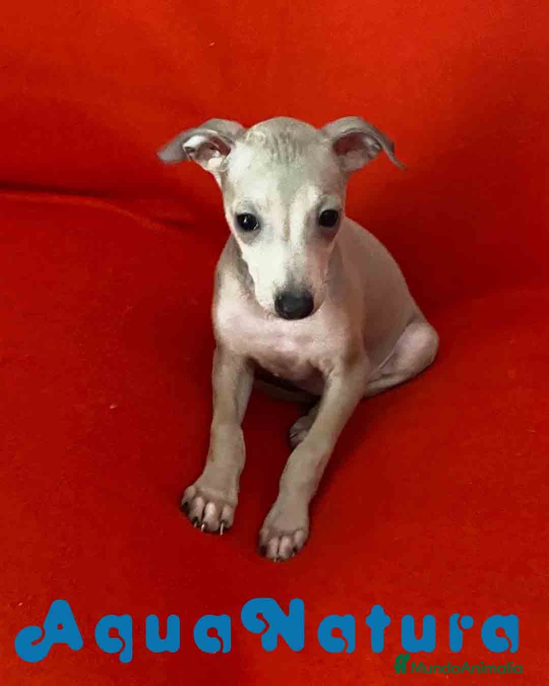 Pequeño Lebrel Italiano perros Lebrel Italiano Hembra 6223 de BN - AQUANTURA en Barcelona - Anuncio 10
