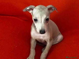 Pequeño Lebrel Italiano perros Lebrel Italiano Hembra 6223 de BN - AQUANTURA en Barcelona - Anuncio 8