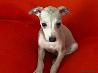 Pequeño Lebrel Italiano perros Lebrel Italiano Hembra 6223 de BN - AQUANTURA en Barcelona - Anuncio 27