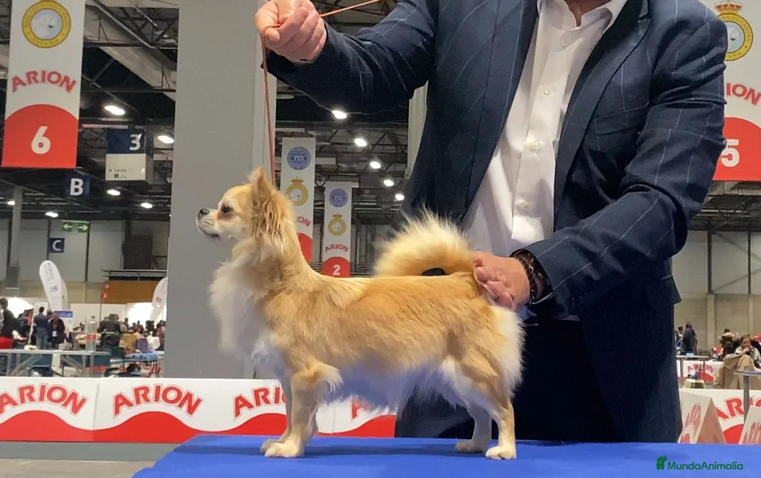 Chihuahua perros en venta: Chihuahua  - Anuncio 1