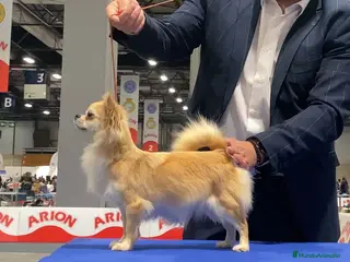 Chihuahua perros Chihuahua - Anuncio 2