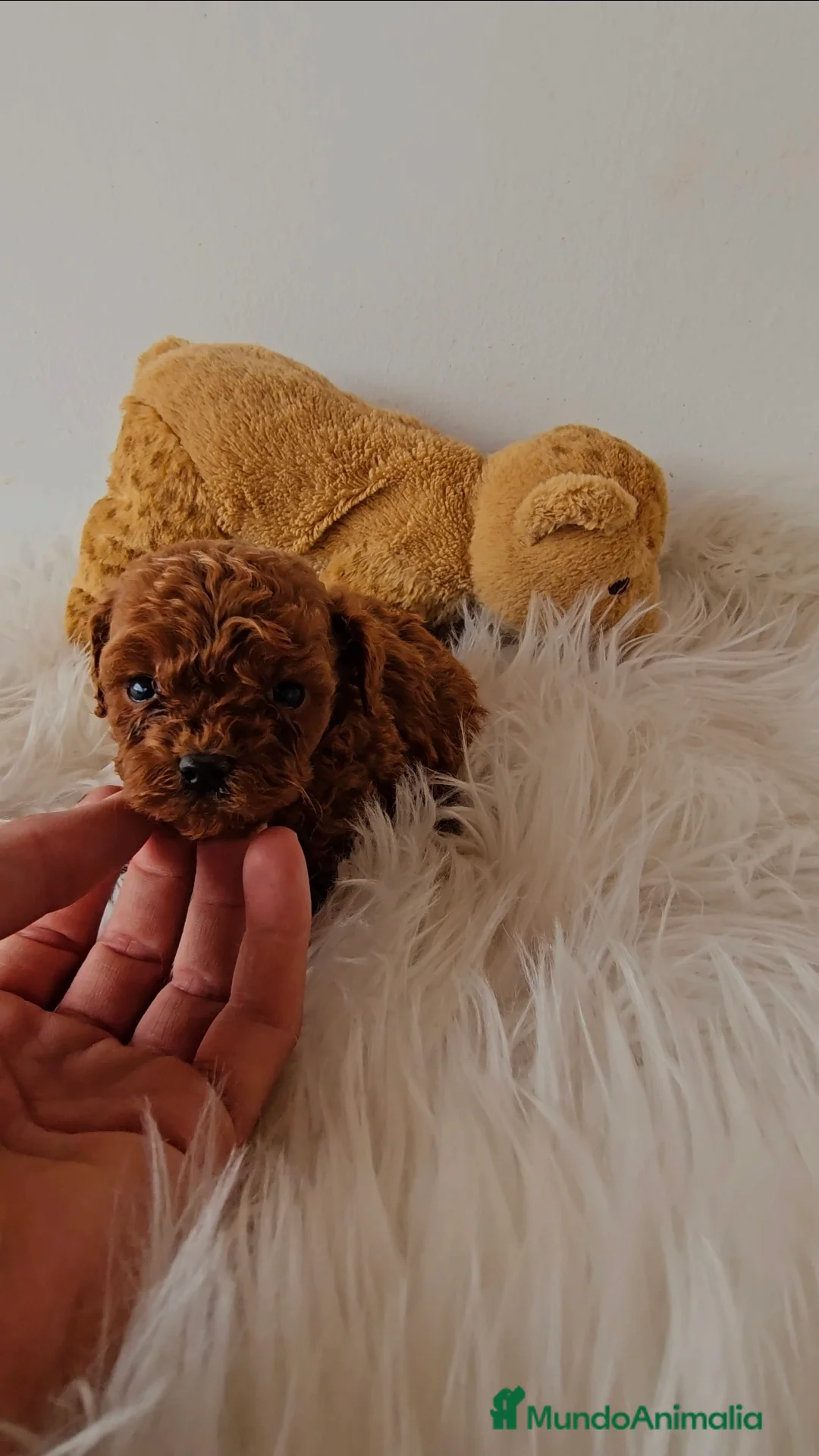 Caniche Toy perros en venta: CANICHES LINEA ASIÁTICA  - Anuncio 4