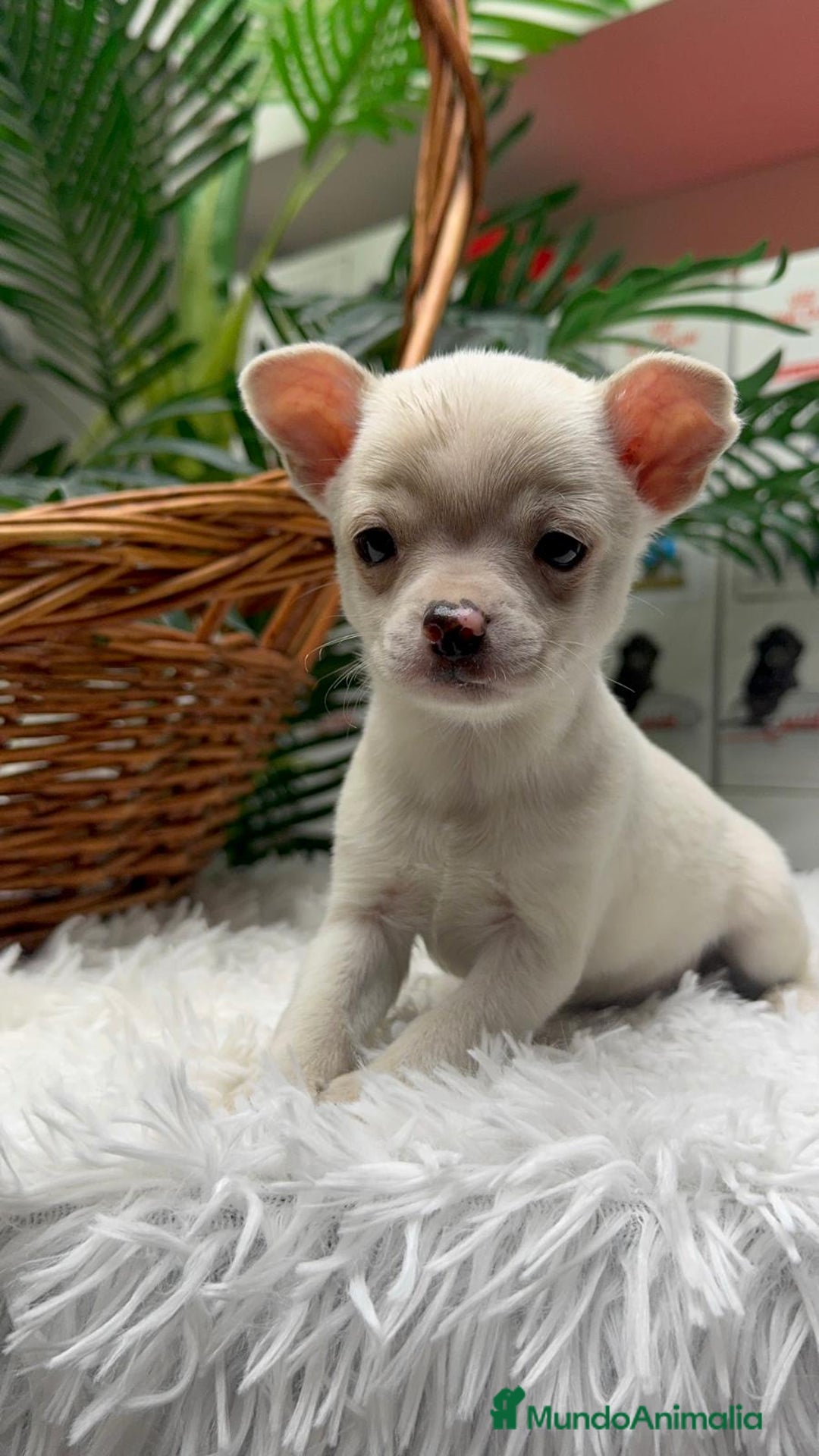 Chihuahua perros en venta: CHIHUAHUA MACHO - Anuncio 22