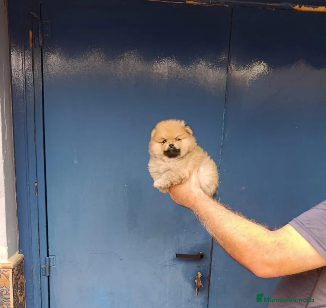 Pomerania perros en venta: Macho pomerania osito - Anuncio 3