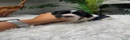 Cocker Spaniel Inglés perros en venta: COCKER SPANIEL INGLES - Anuncio 8