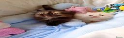 Persa gatos en venta: Gatitos persa himalayos  - Anuncio 7