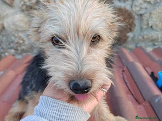 Raza Mixta perros Cachorro de Snorkie - Anuncio 2