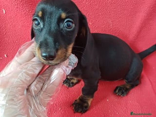 Teckel Miniatura perros Teckel Miniatura - Anuncio 1