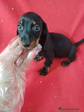 Teckel Miniatura perros Teckel Miniatura - Anuncio 1