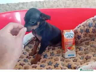 Chihuahua perros Chihuhua macho toy - Anuncio 2