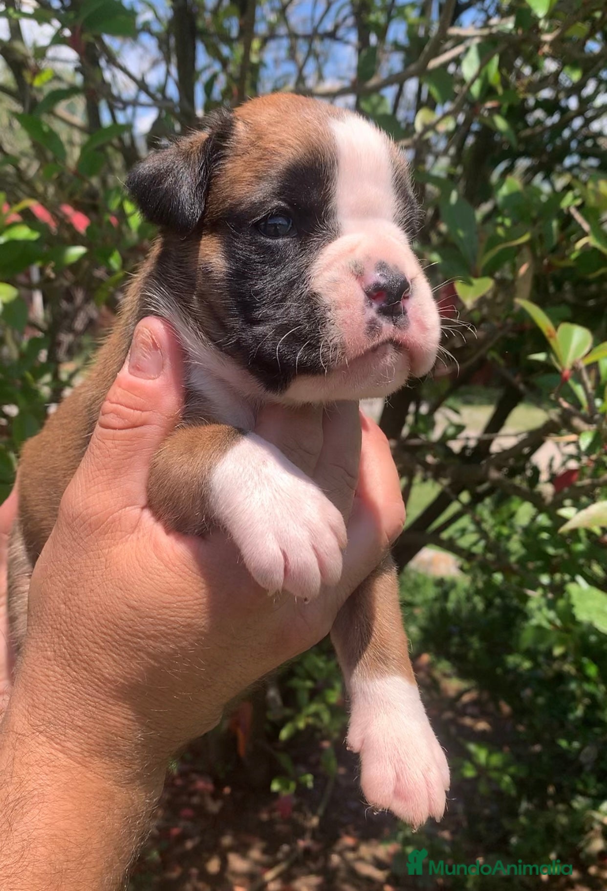 Boxer perros en venta: Cachorros BOXER - Anuncio 4