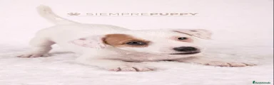 Jack Russell Terrier 1