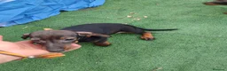 Teckel Miniatura perros en venta: Hembra teckel miniatura  - Anuncio 3