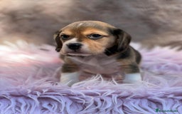 Beagle perros en venta: Beagle tricolor  - Imagen 4