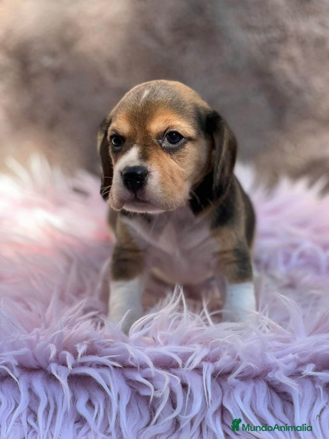Beagle perros en venta: Beagle tricolor  - Imagen 4