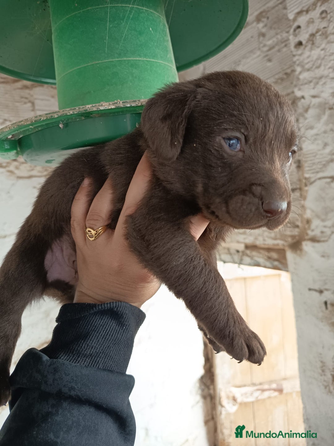 Labrador Retriever perros en venta: Labrador  - Anuncio 6