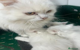 Persa gatos en venta: Gatita persa - Imagen 2
