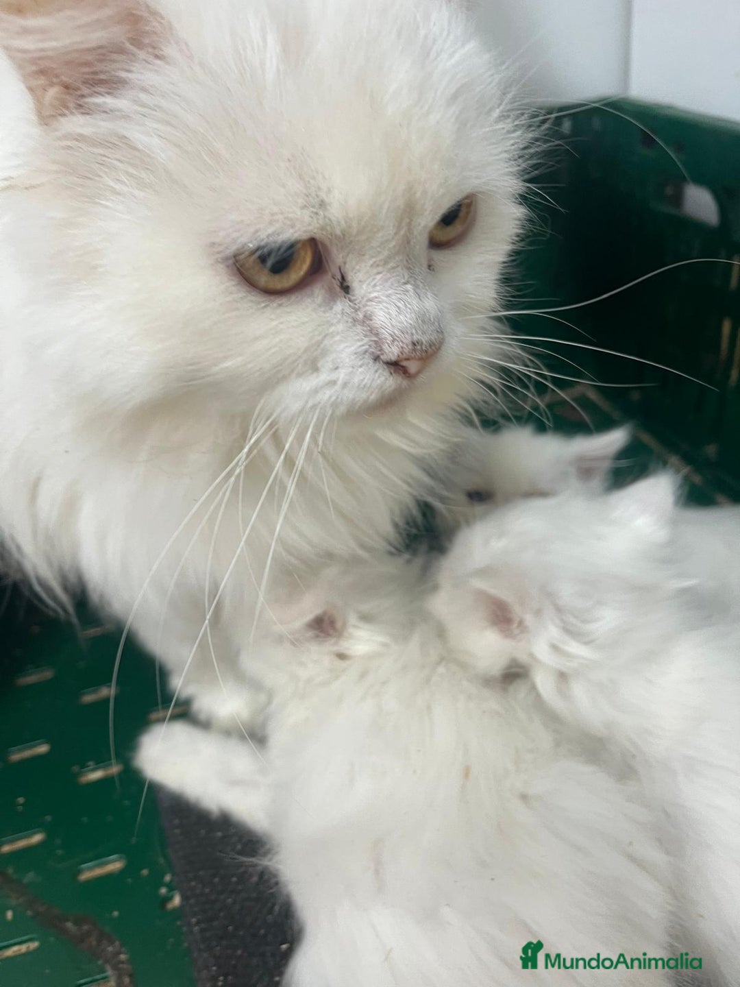 Persa gatos en venta: Gatita persa - Imagen 2