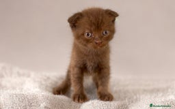 Scottish Fold gatos en venta: MACHO CINNAMON CHOCOLATE SCOTTISH FOLD - Imagen 1