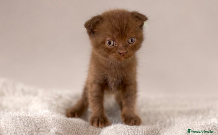 Scottish Fold gatos - Anuncio 1