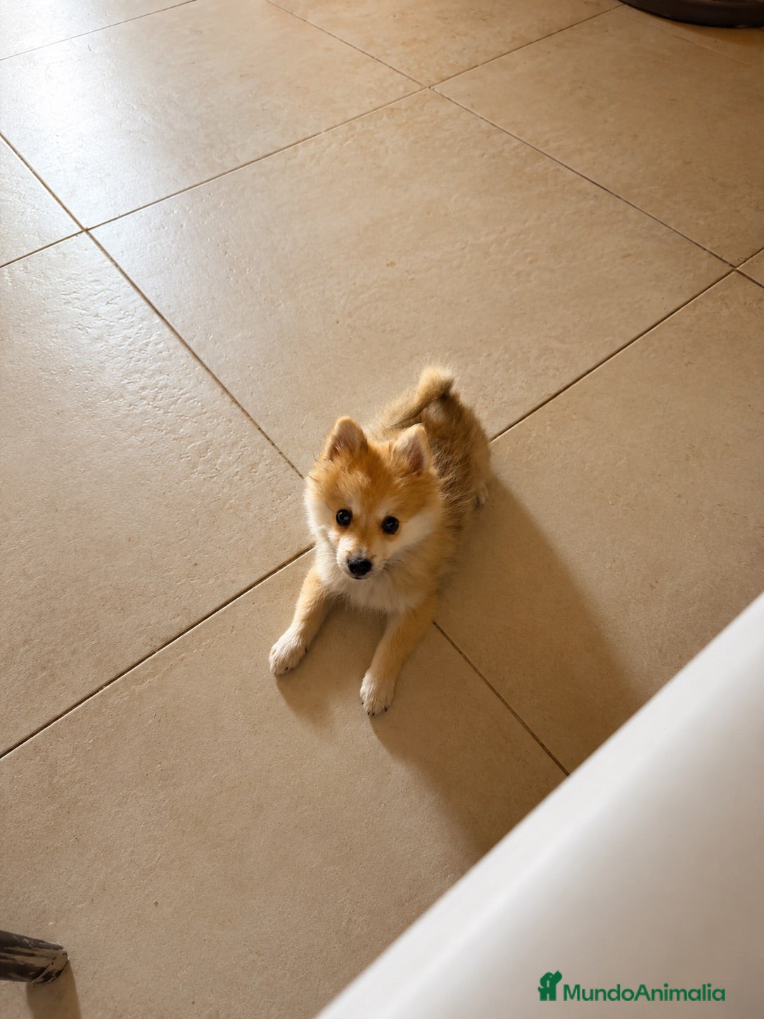Pomerania perros Pomerania macho - Anuncio 9