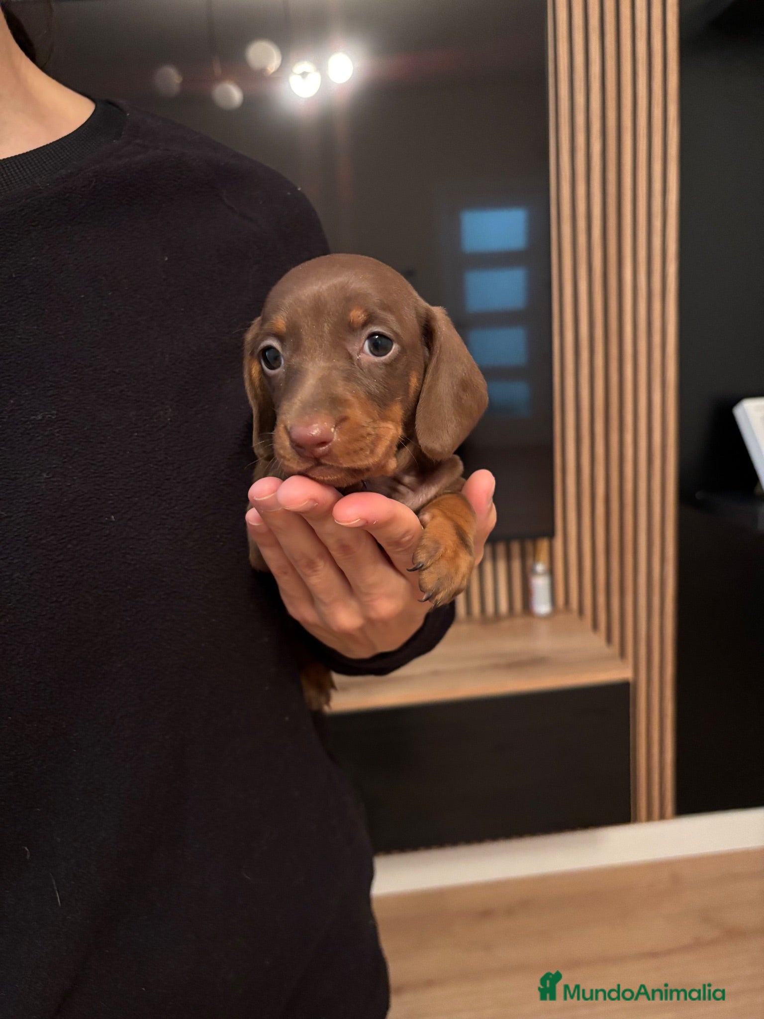 Teckel Miniatura perros teckel chocolate  - Anuncio 1
