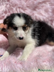 Border Collie Cachorro 7