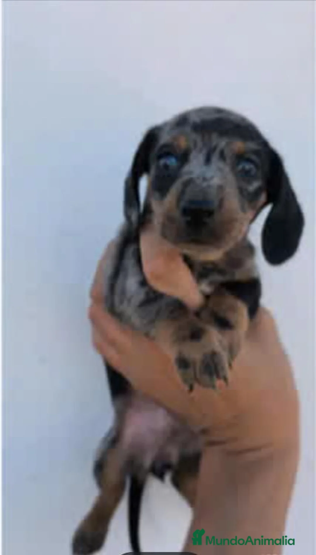 Teckel perros en venta: Teckel - Anuncio 1