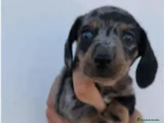 Teckel perros Teckel - Anuncio 1