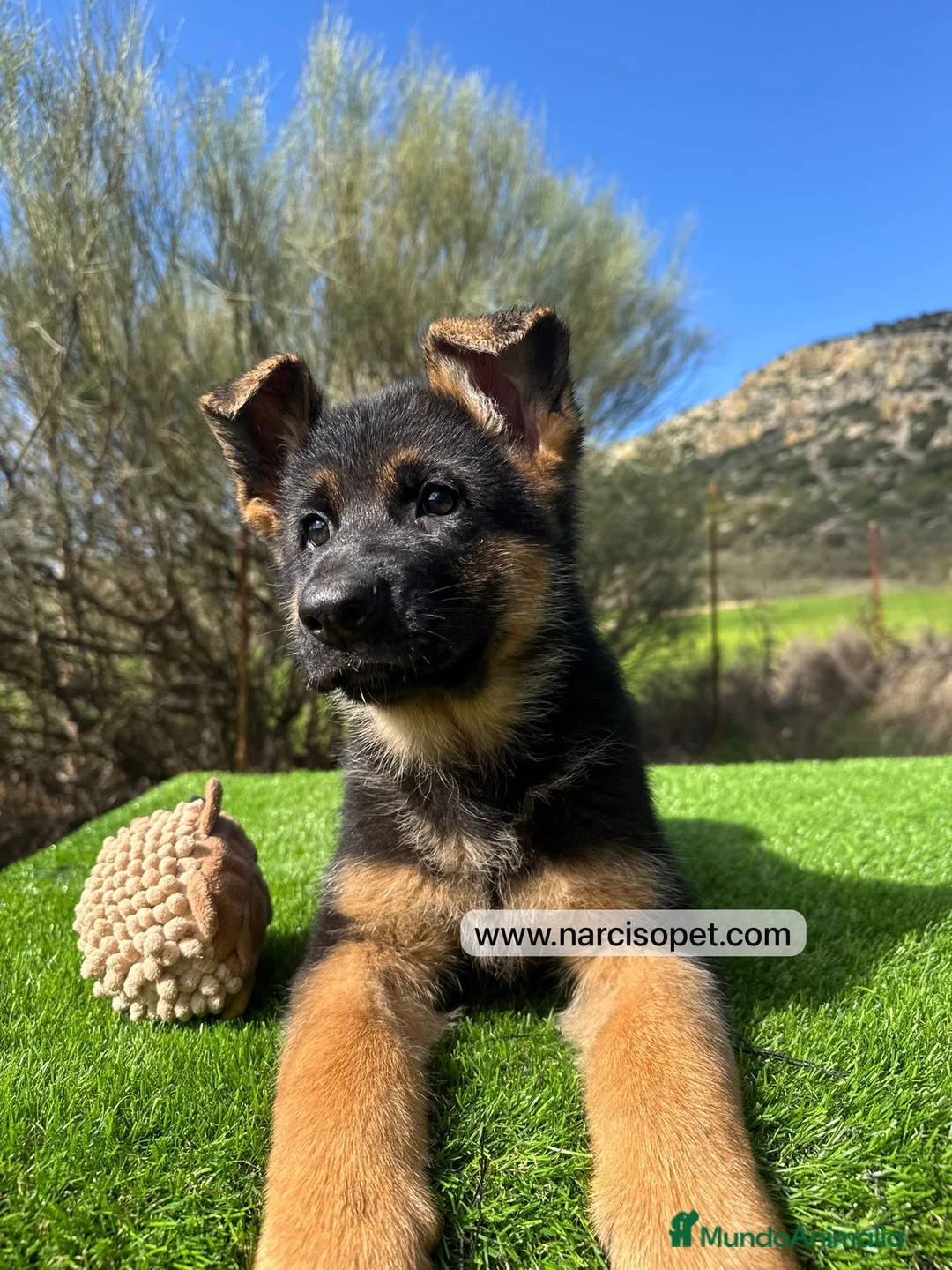 Pastor Alemán perros en venta: PASTOR ALEMAN HEMBRA - Anuncio 2