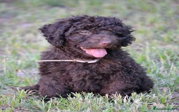 Perro de Agua Español perros en venta: Cachorra perro de agua  - Imagen 5