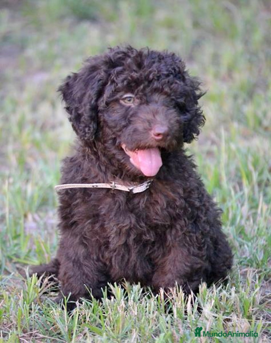 Perro de Agua Español perros en venta: Cachorra perro de agua  - Imagen 5