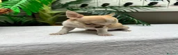 Chihuahua perros en venta:  CAMADA DE CHIHUAHUA – BLANCOS Y CANELA  - Anuncio 4