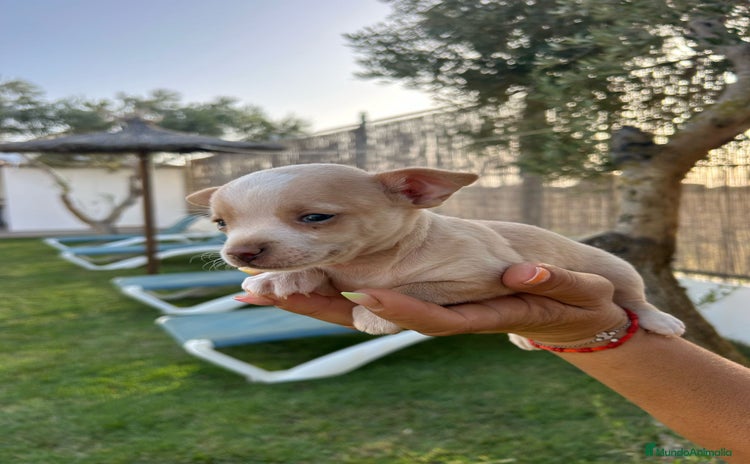 Chihuahua perros - Anuncio 2