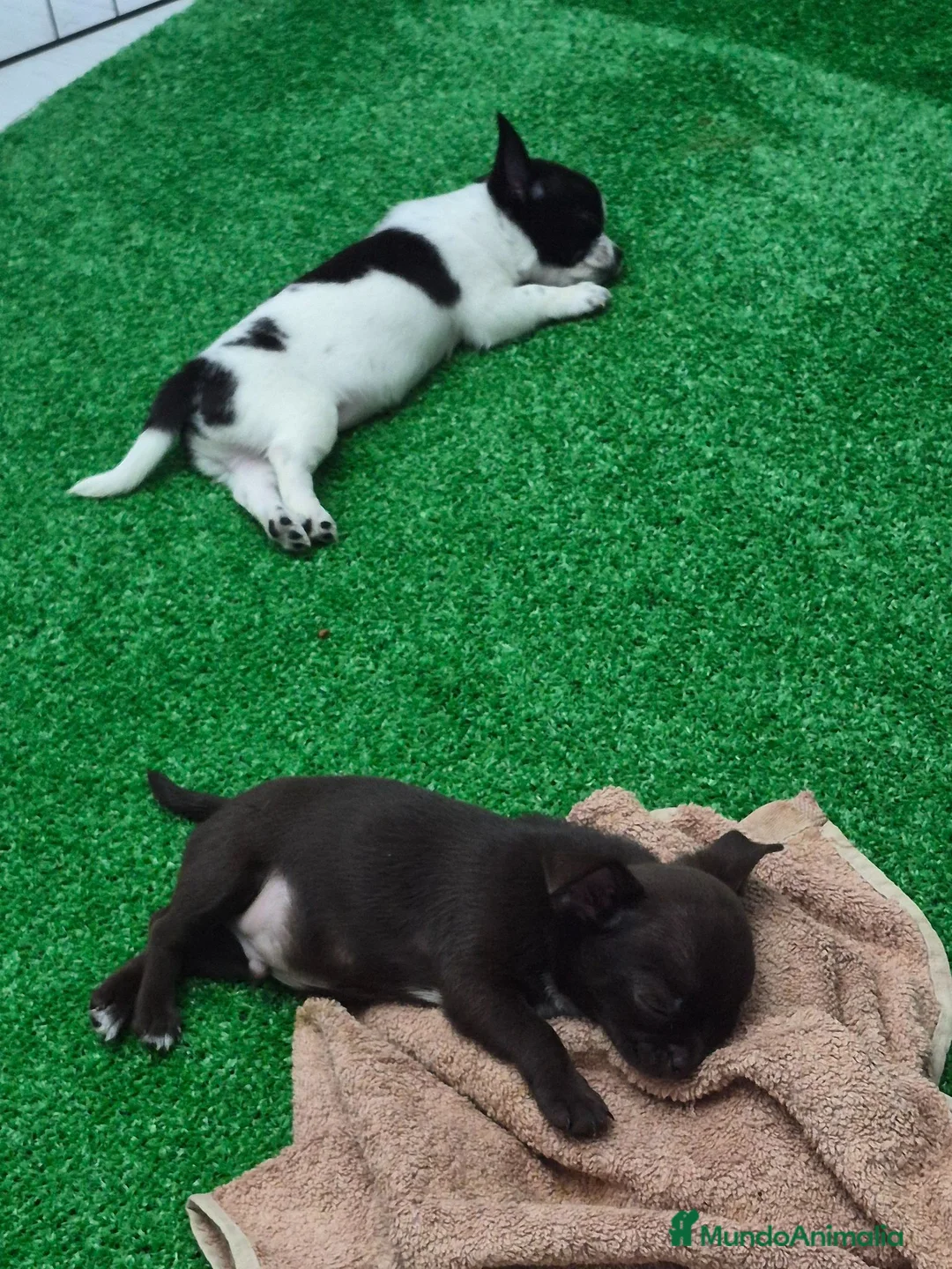 Chihuahua perros en venta: Chihuahuas toys impresionantes  - Anuncio 2