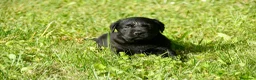 Labrador Retriever perros en venta: Cachorros de Labrador Retriever Negros - Anuncio 28