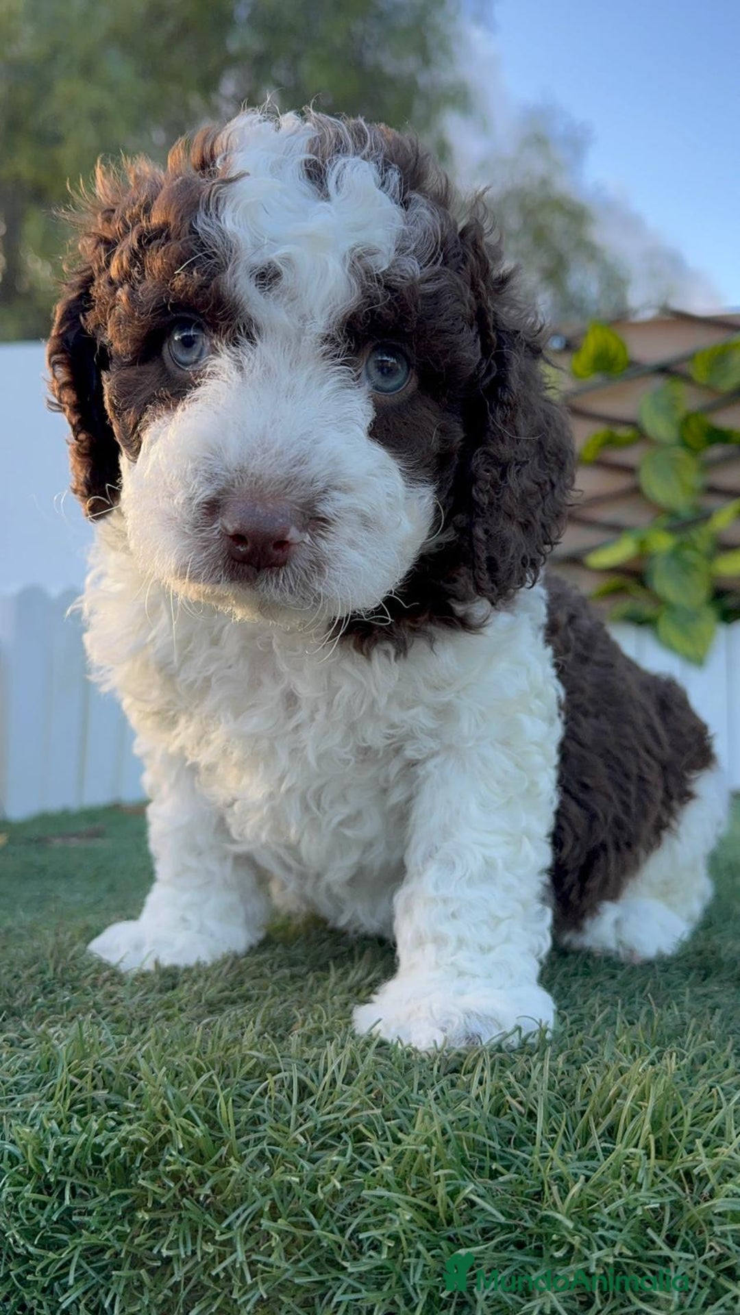 Perro de Agua Español perros en venta: PERRO DE AGUA ESPAÑOL - Anuncio 17