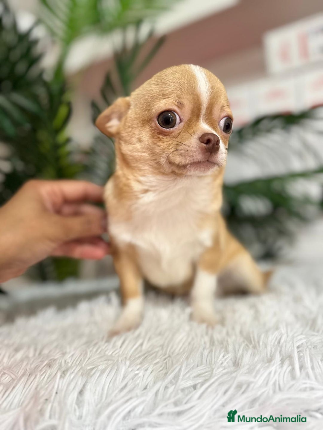 Chihuahua perros en venta: CHIHUAHUA MACHO ADULTO - Anuncio 6