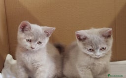 Británico de Pelo Corto gatos en venta: British Shorthair última hembra  - Imagen 23
