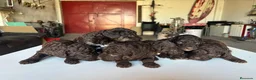 Perro de Agua Español perros en venta: Perro de agua Español - Anuncio 12
