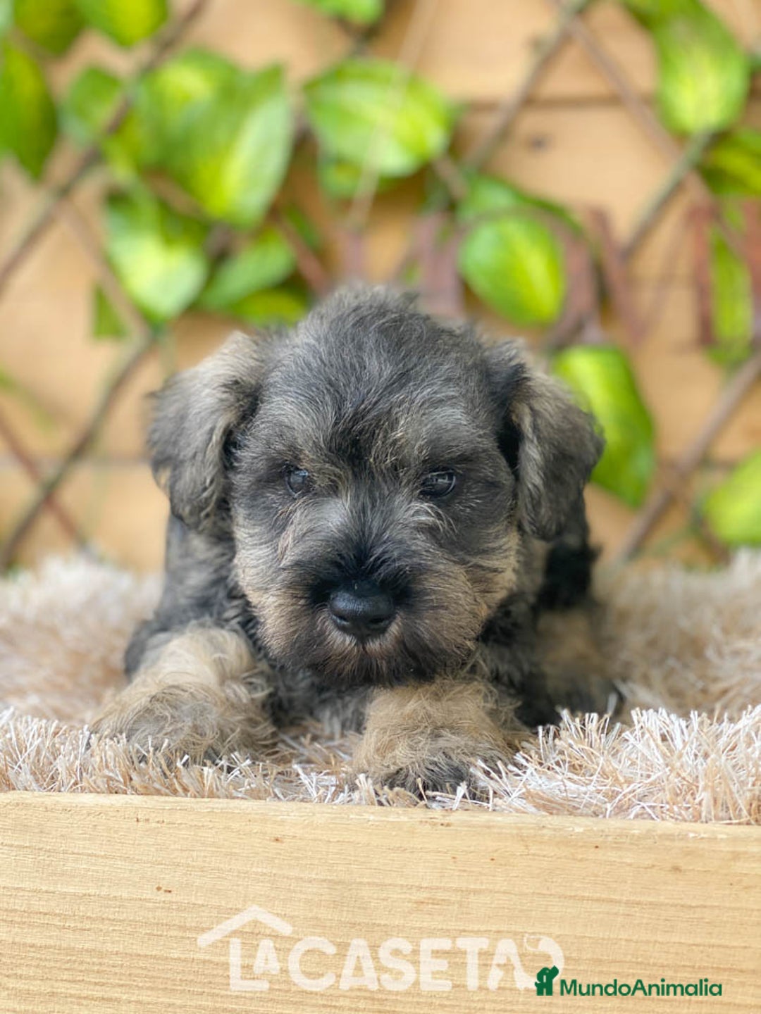 Schnauzer Miniatura perros en venta: Camada de Mila - Imagen 3