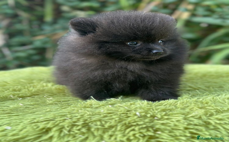 Pomerania perros - Anuncio 2