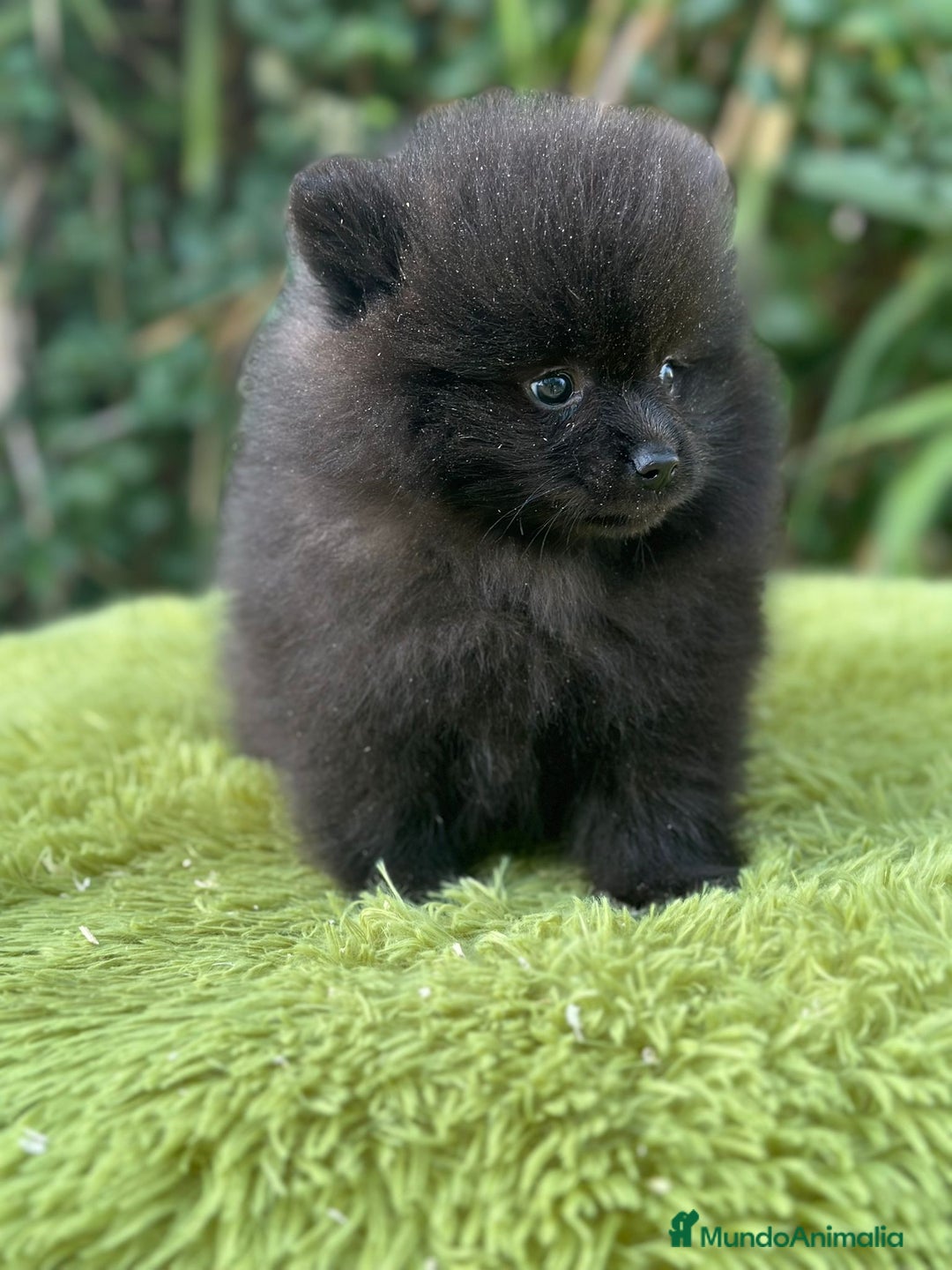 Pomerania perros en venta: Pomerania toy cara de oso  - Imagen 1